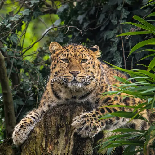 Indian Leopards