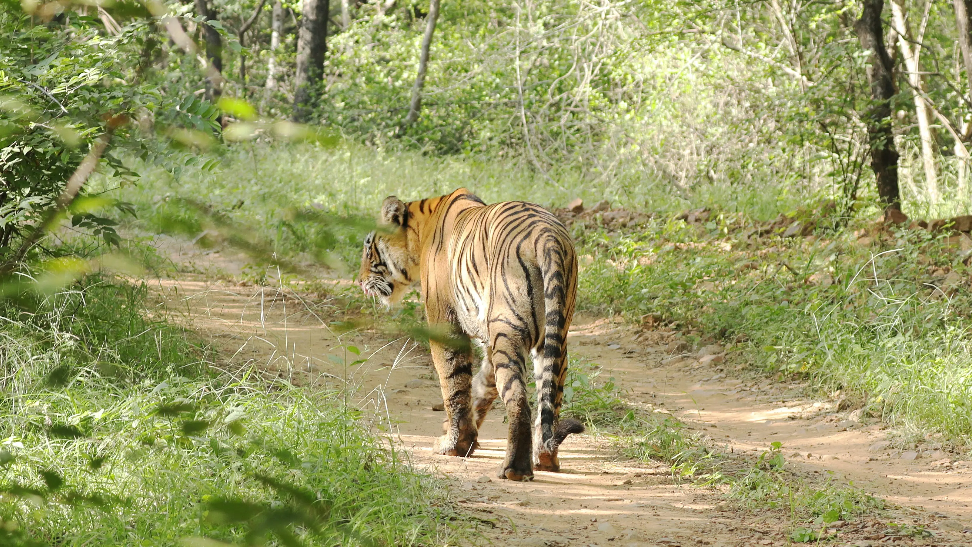 Full-day safari adventure