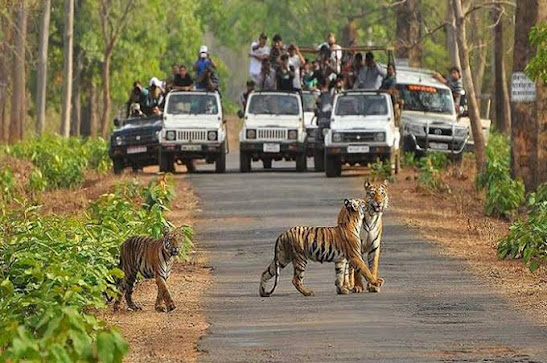 Morning safari