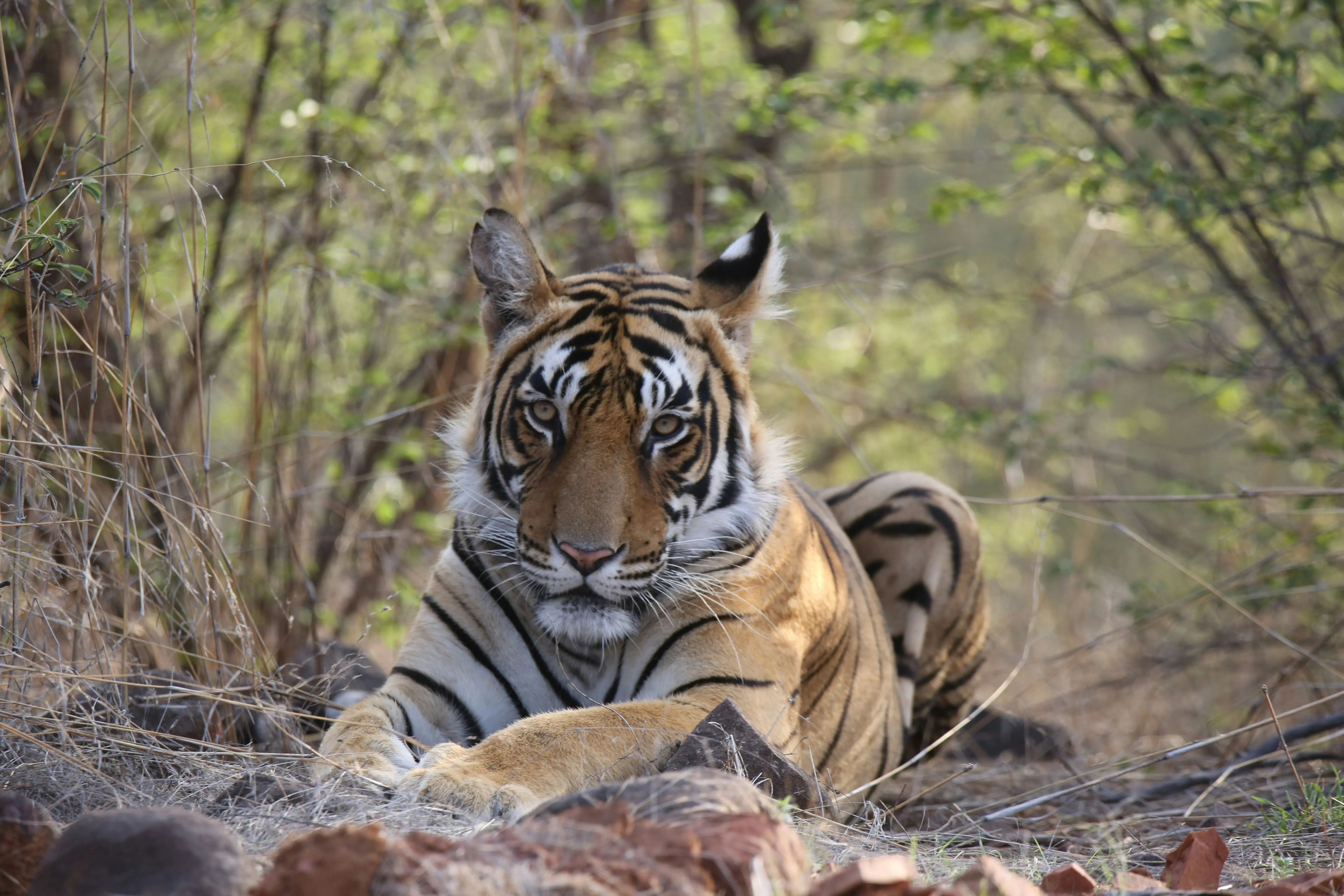 safari-booking-ranthambhore