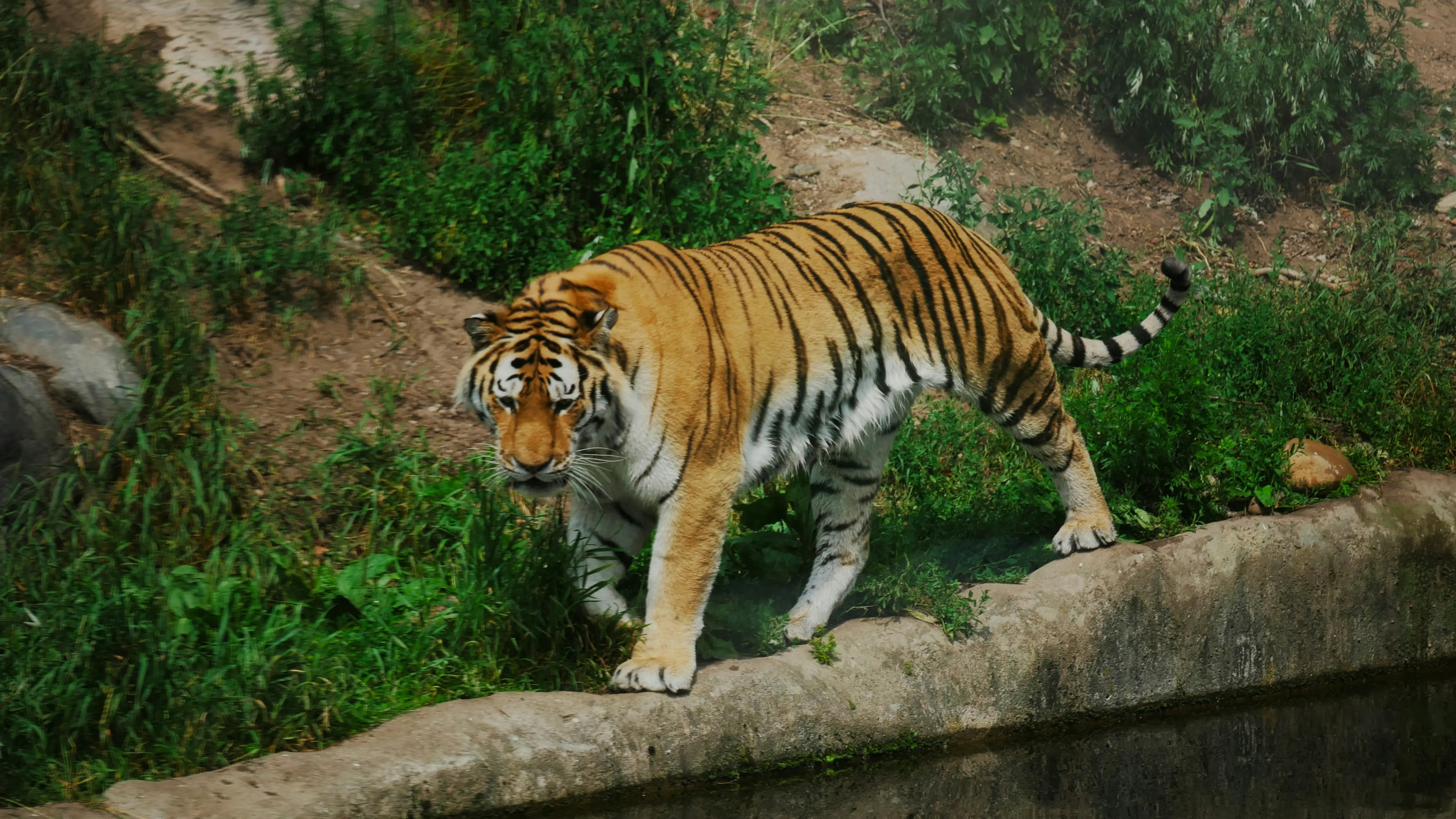 safari-booking-ranthambhore