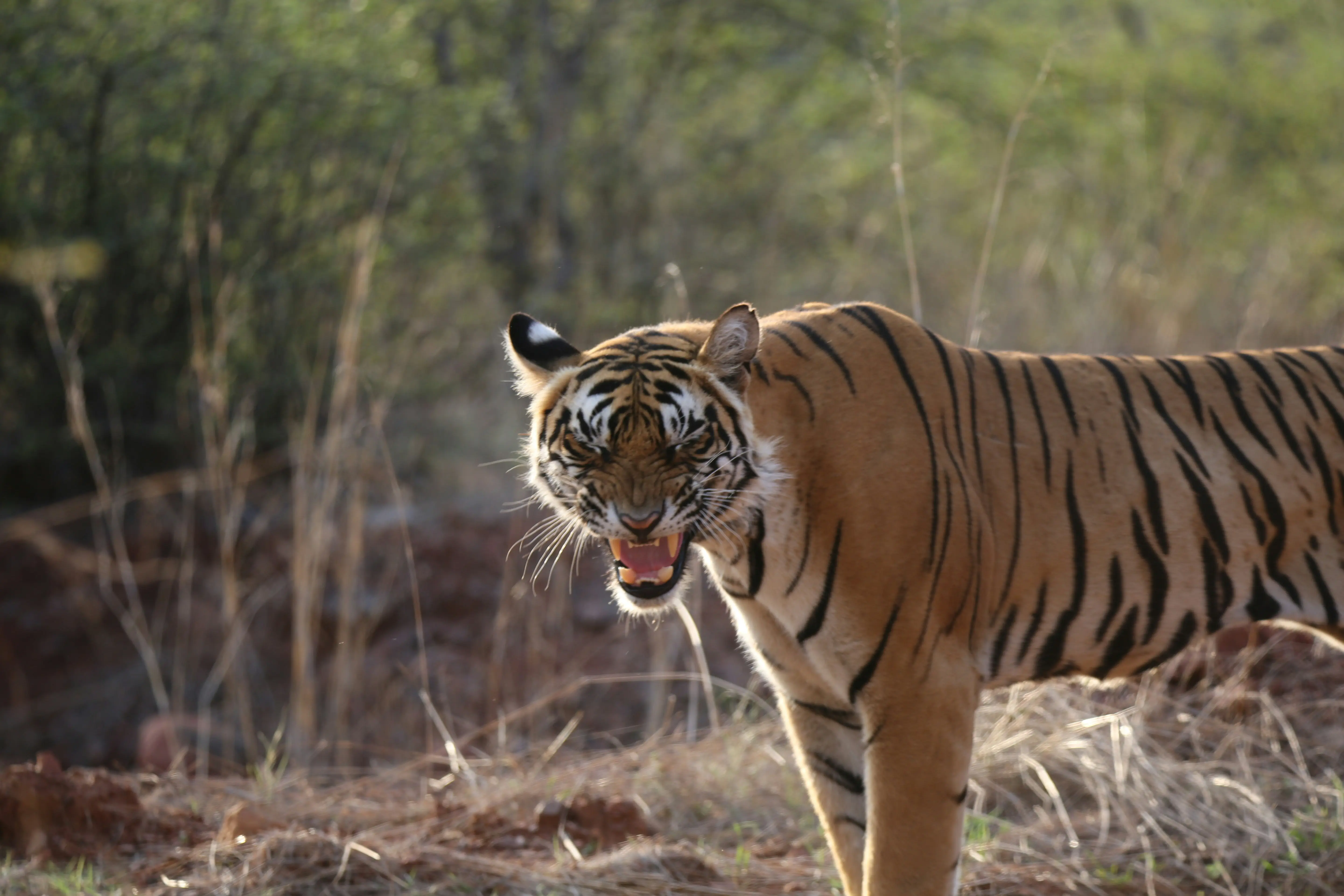 safari-booking-ranthambhore