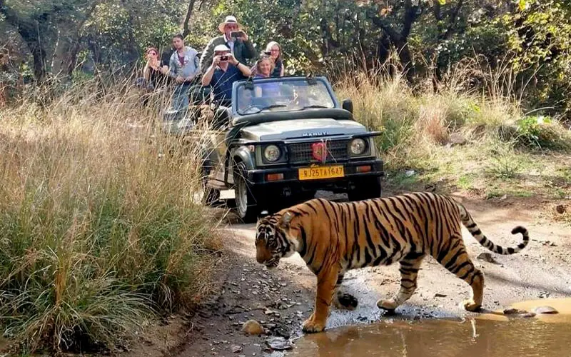 Safari vehicle with tourists viewing wildlife